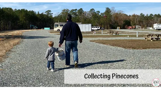 collecting pinecones