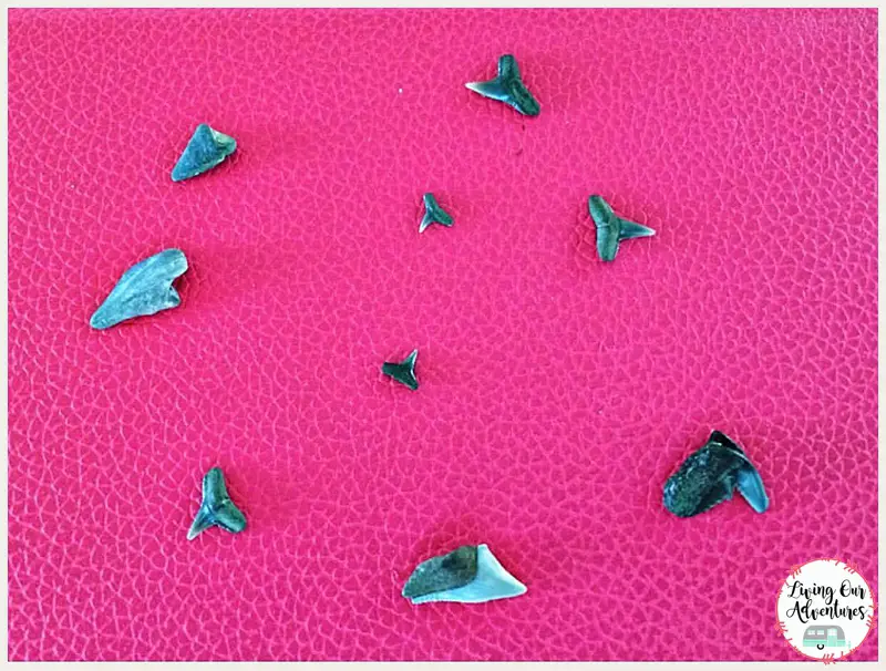 Calvert Cliffs State Park MD, sharks teeth