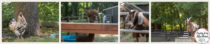 Lake Somerset Campground, Petting Zoo