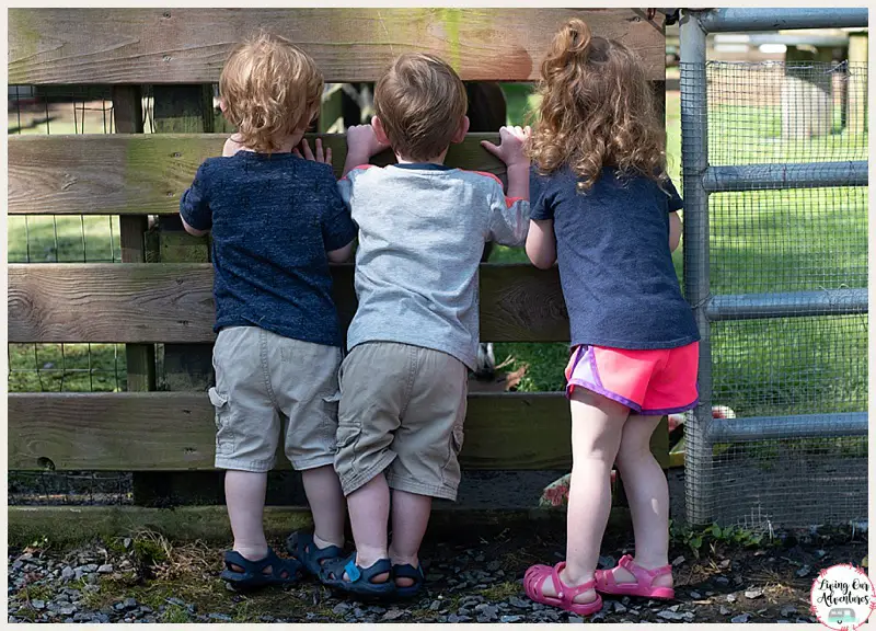 Lake Somerset Campground, Petting Zoo